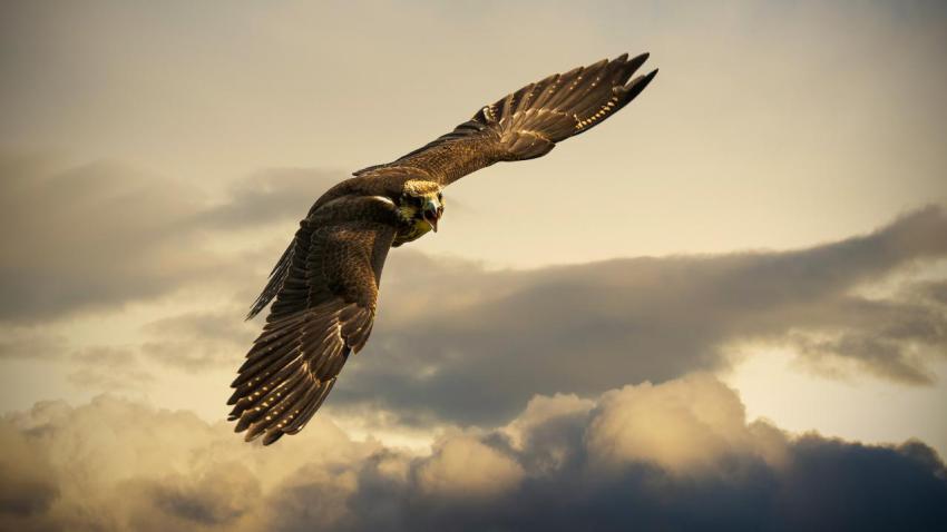 03317 angrybird 2560x1440