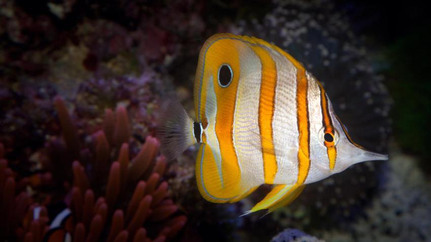 03318 copperbandbutterflyfish 2560x1440