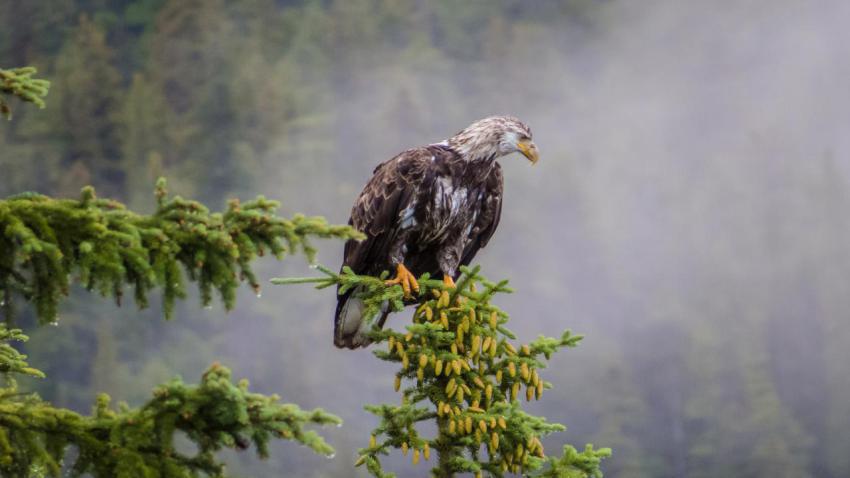 03354 jasperbaldeagle 2560x1440