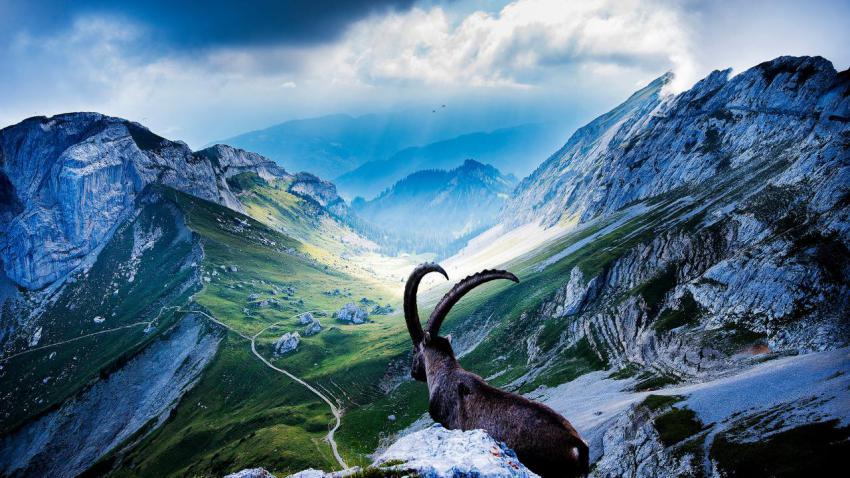 03359 goatatmountpilatus 2560x1440