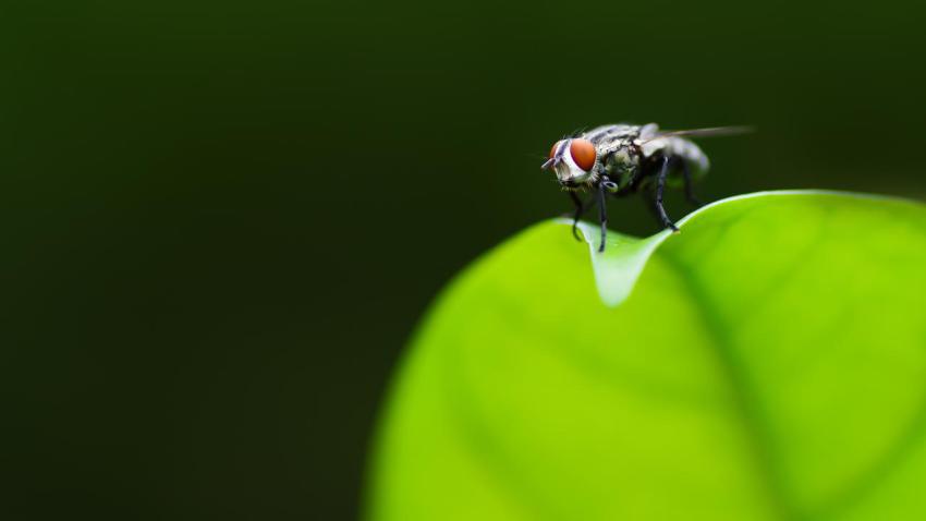 03361 photogenicfly 2560x1440
