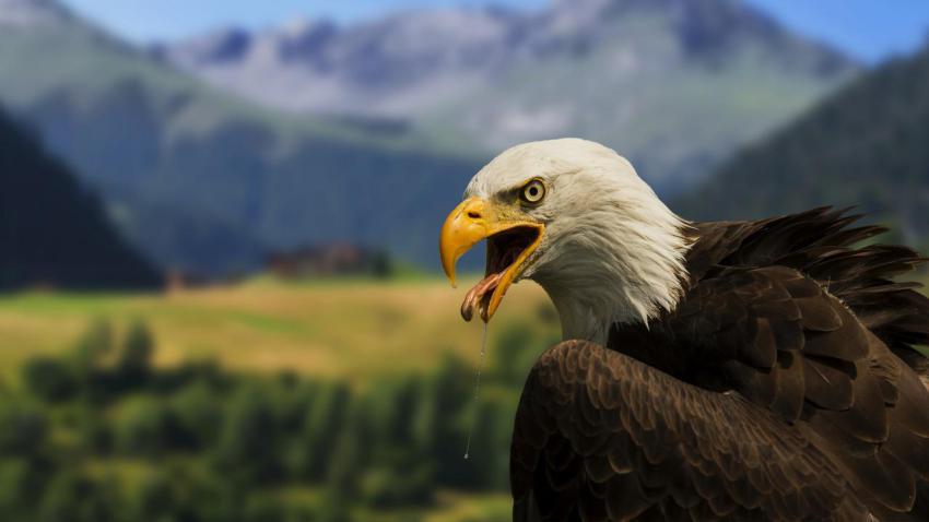 03369 baldeagle 2560x1440
