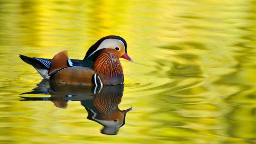 03421 malemandarinduck 2560x1440
