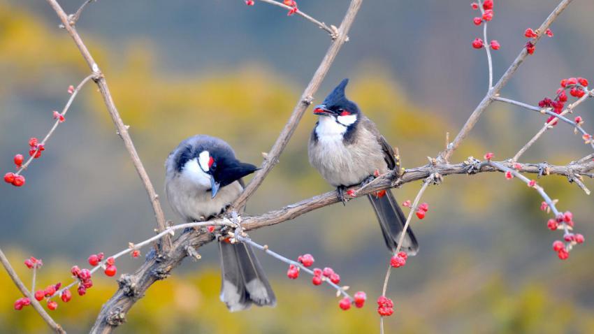 03470 redwhiskeredbulbuls 2560x1440