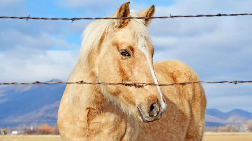 03476 midwayhorse 2560x1440