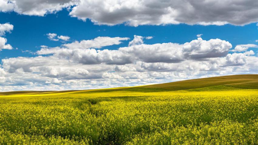 03480 palousecanola 2560x1440
