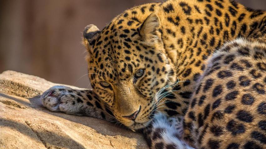 03502 leopard 2560x1440
