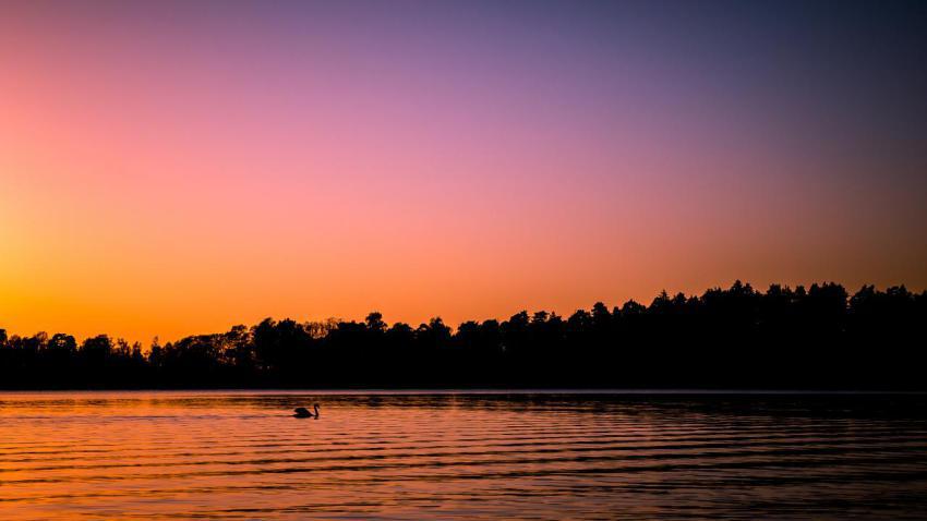 03586 blackswan 2560x1440