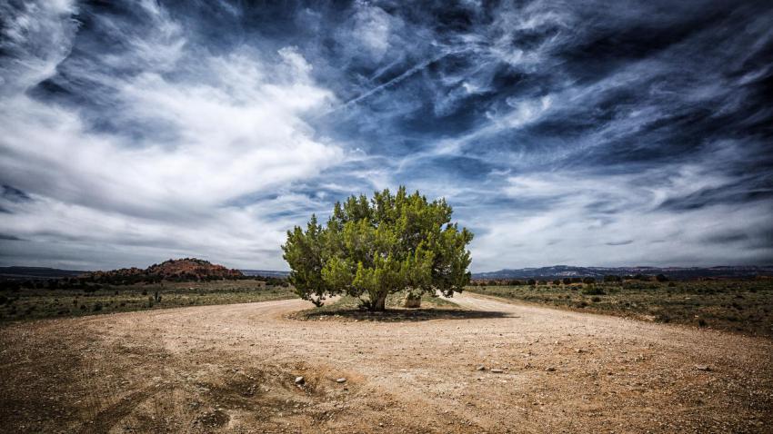 03629 onejunipertree 2560x1440