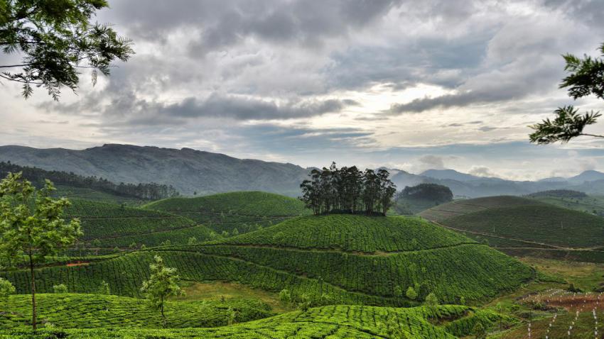 Tea Estate