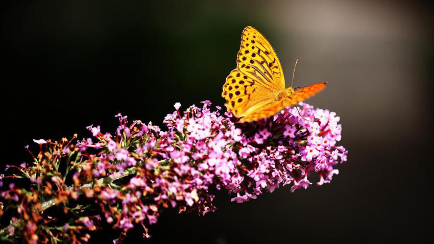 03654 fritillary 2560x1440
