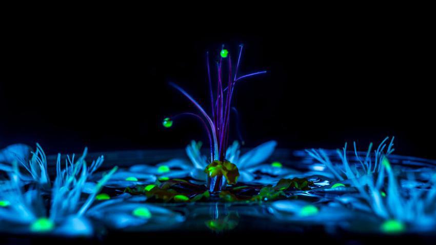 03665 luminous 2560x1440