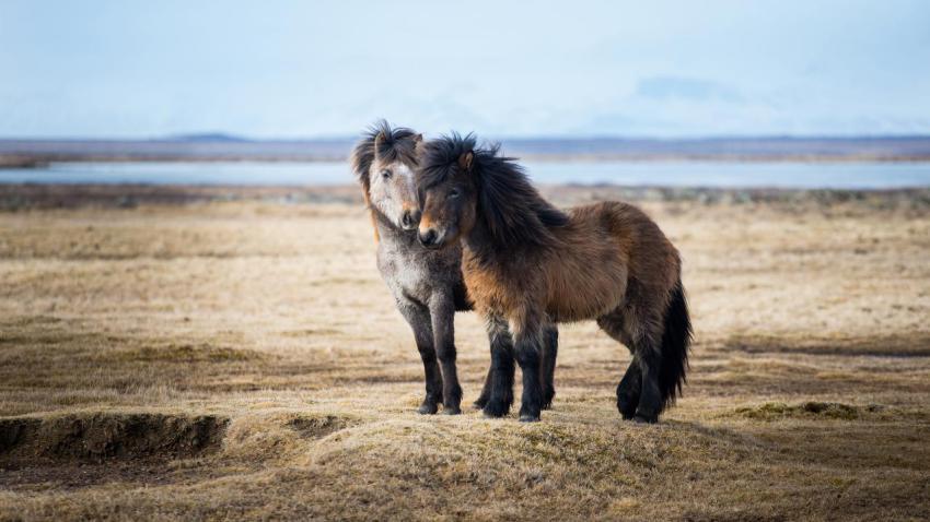 03747 icelandichorse 2560x1440