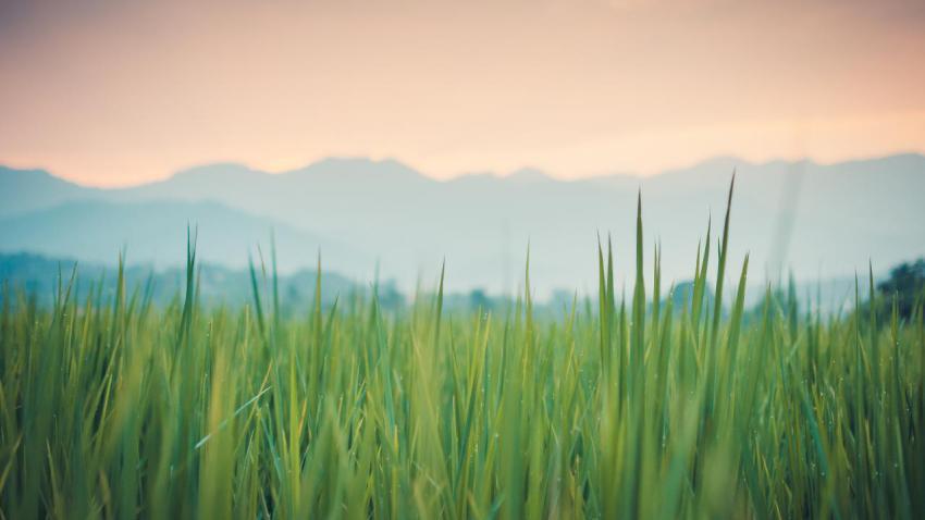 03751 thegreenergrass 2560x1440