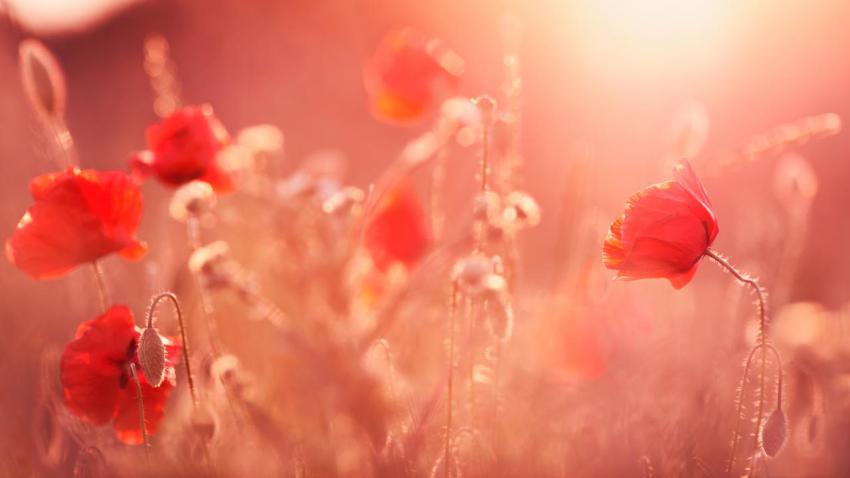 03791 summerlight 2560x1440