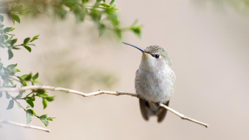 03818 posinghummingbird 2560x1440