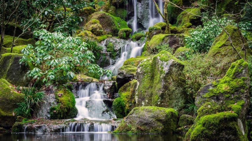 The Japanese Gardens