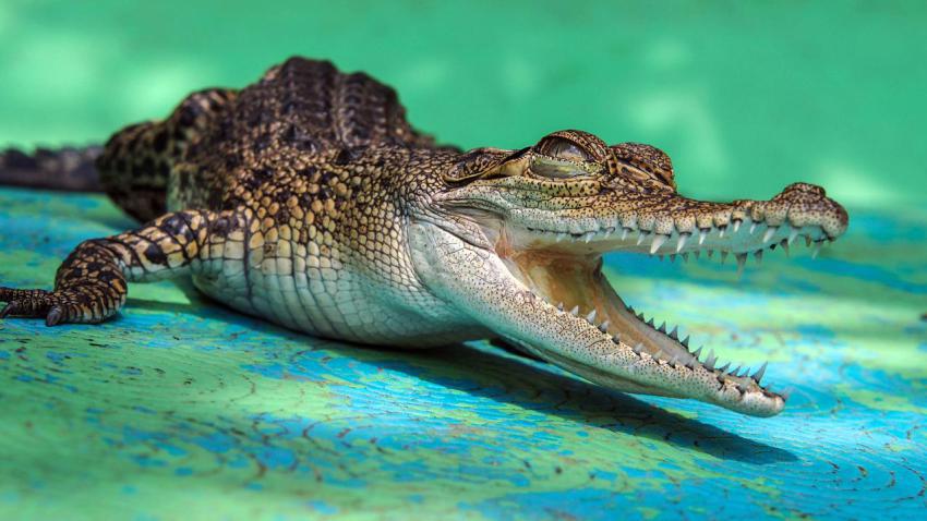 03922 crocochild 2560x1440