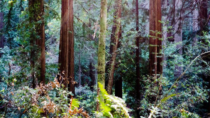 03987 forestsofendor 2560x1440