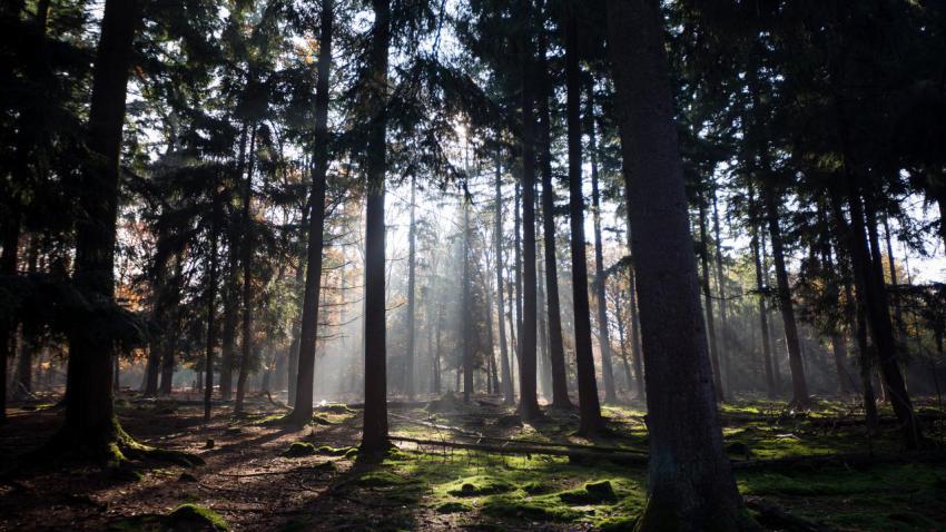 04007 autumnsunlightthroughthetrees 2560x1440