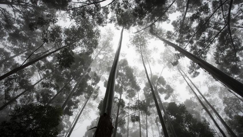 04009 endor 2560x1440