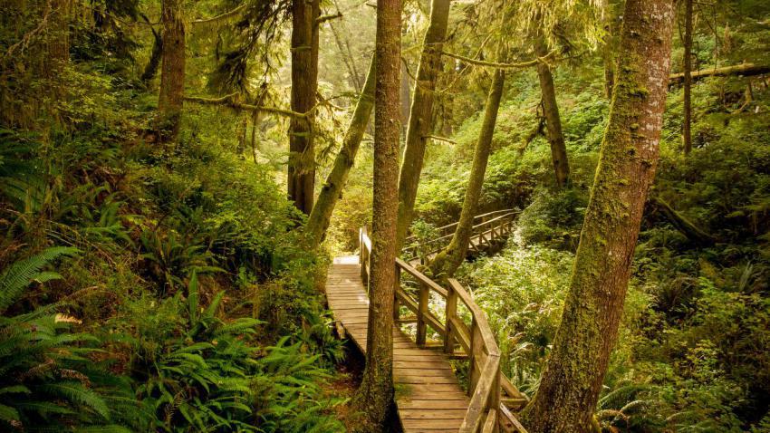 04021 rainforesttrail 2560x1440