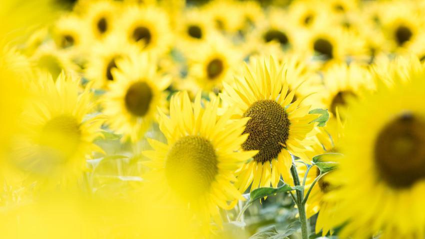04069 tournesol 2560x1440