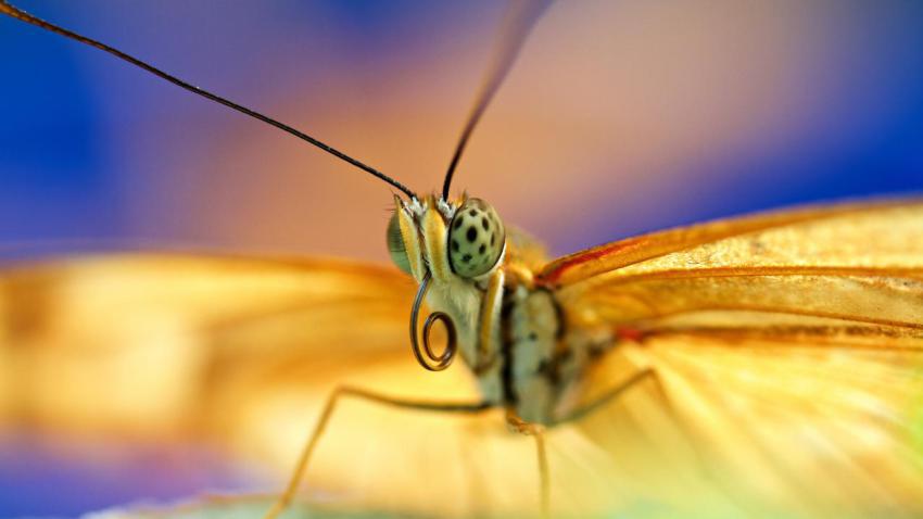 04074 butterfly 2560x1440