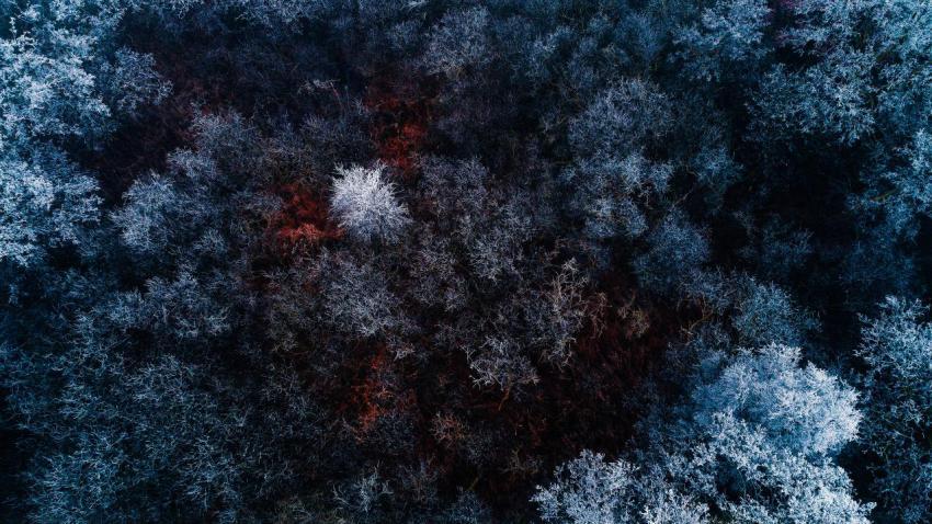 04095 therediceforest 2560x1440