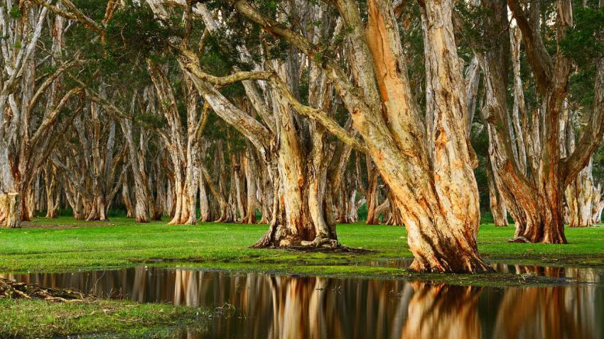 Tea Grove