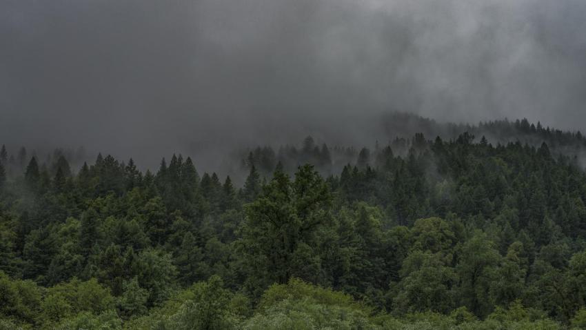 04166 theforest 2560x1440