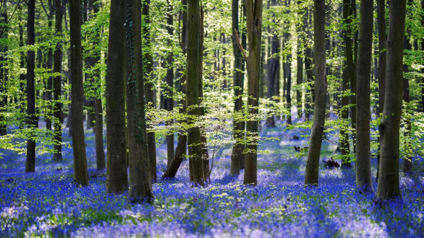 04183 bluebells 2560x1440