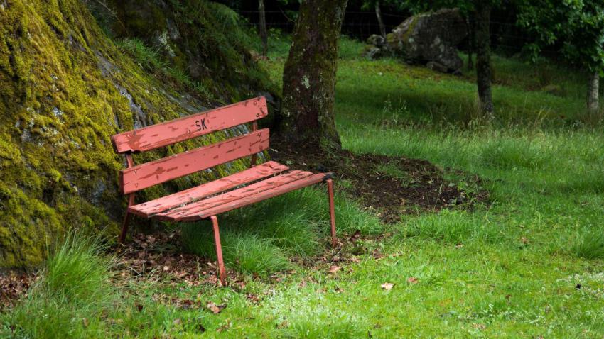 A bench in the forest