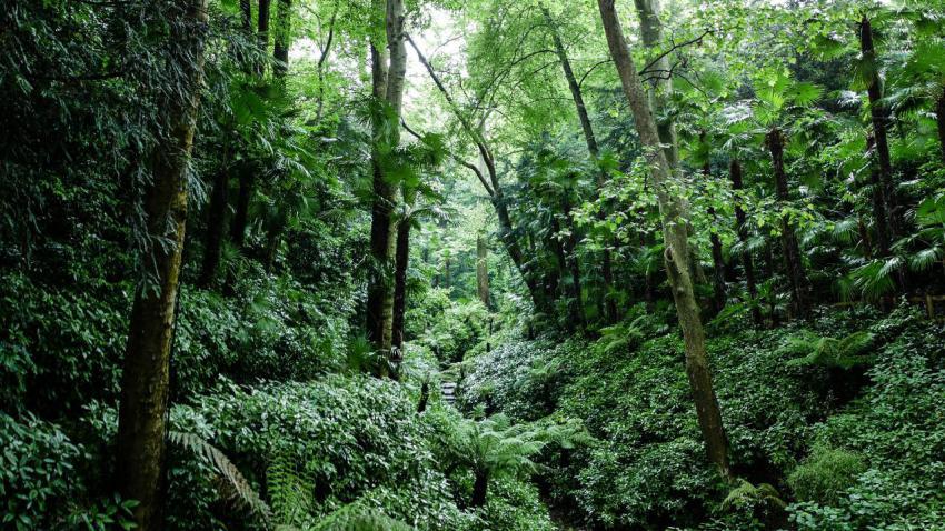 A Forest