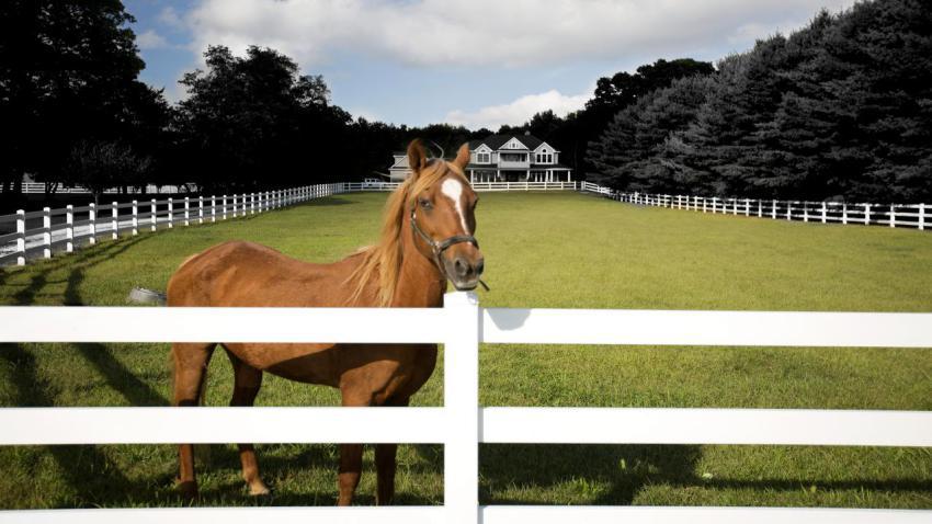 A Horse