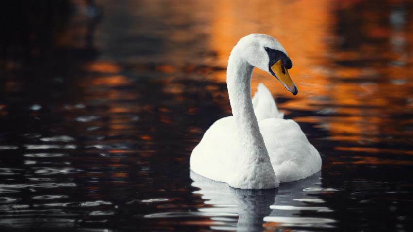 A swan sunset
