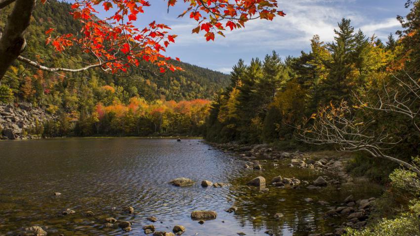 Acadia Autumn