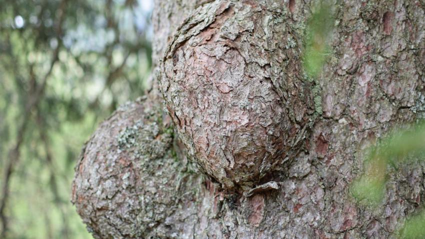 Albero voluttuoso
