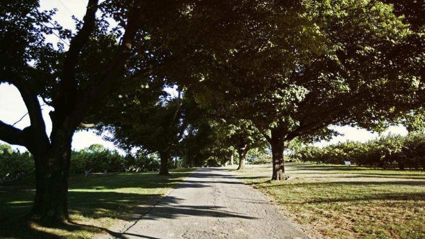 Alstede Farms