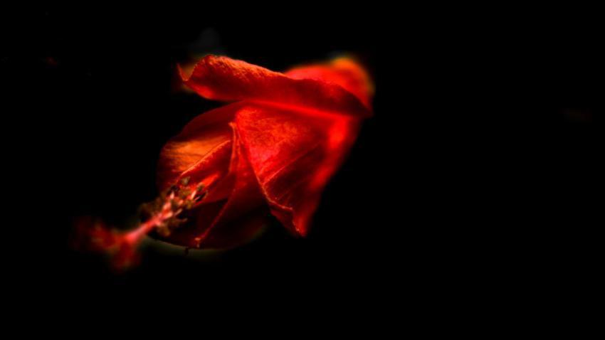 An Hibiscus in the dark
