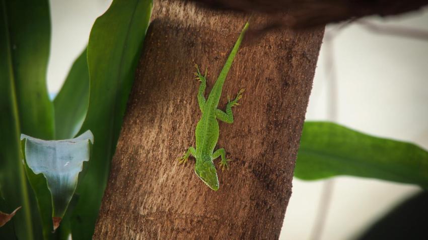 Anolis in Havanna