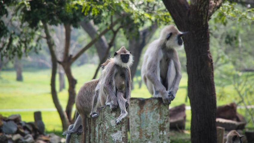Apes in line