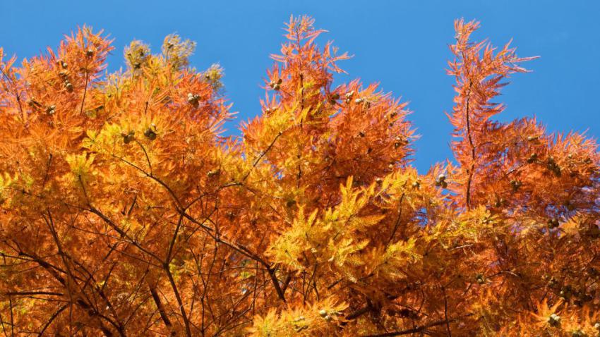 Autumn