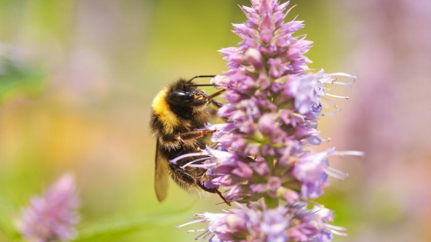 Bee