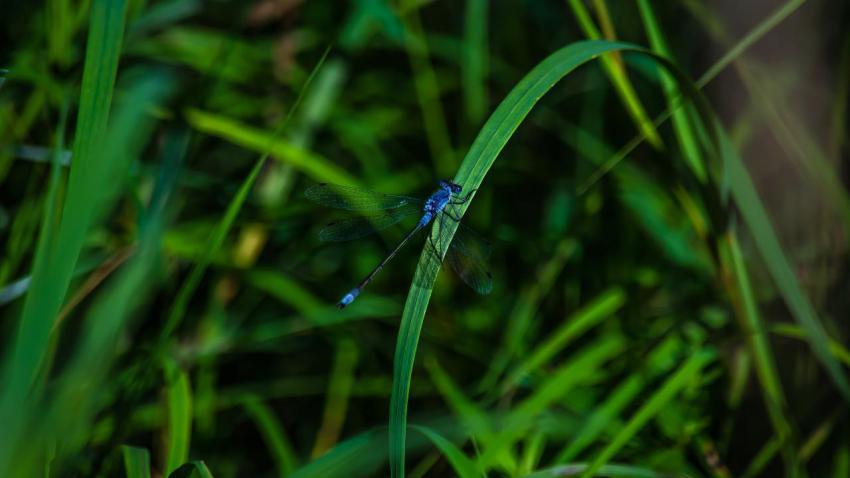 Blue Dragonfly