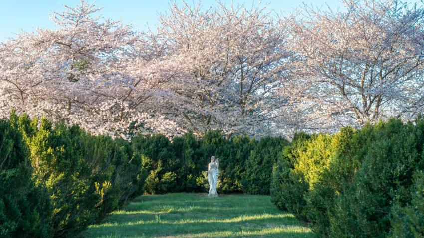 Cherry Blossoms