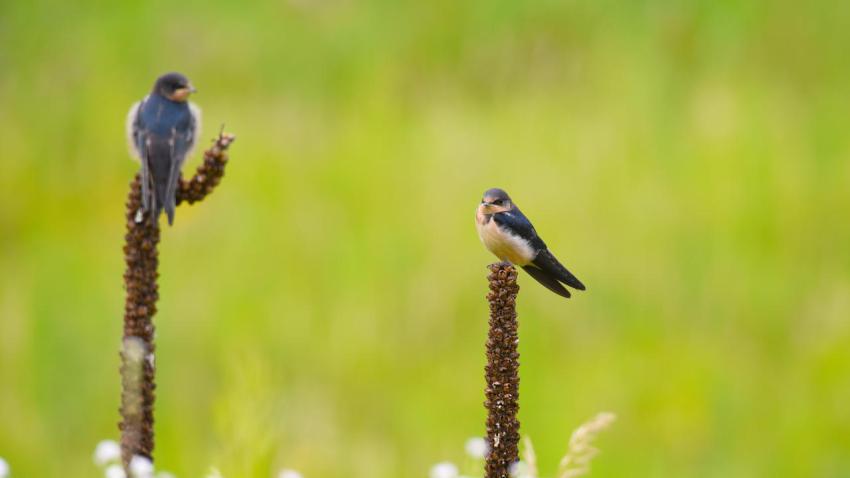 Chatting birds