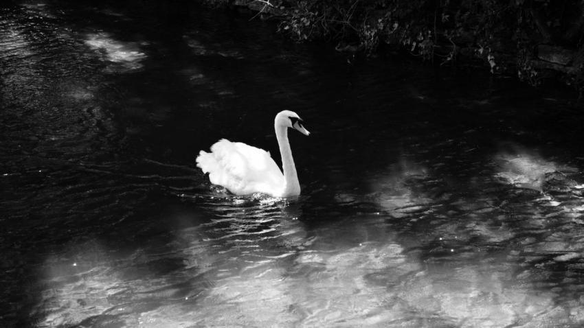 Christchurch Swan