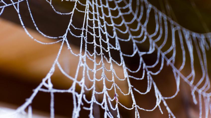 Cobweb