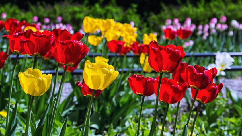 Colors of Spring